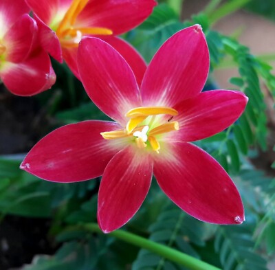 Lily♡　 Amazon.com : White Rain Lily Bulbs for Planting