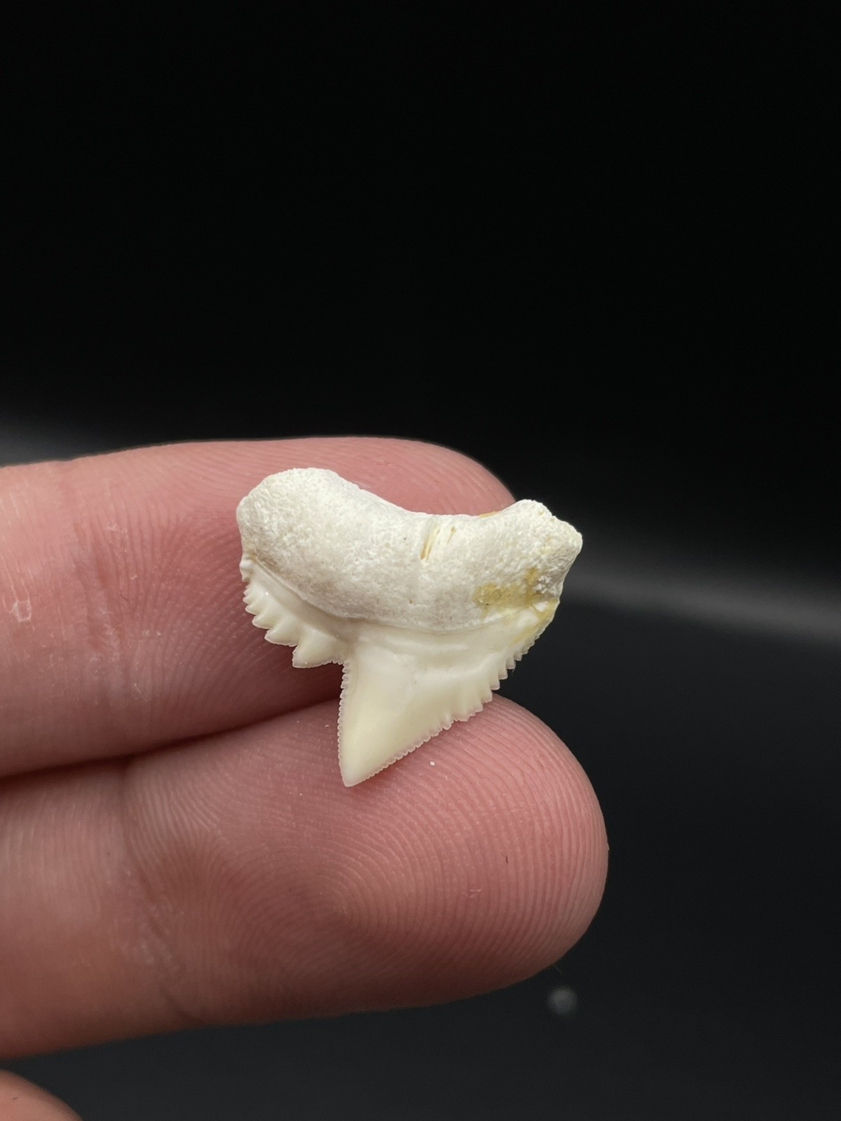 Unique Thick Modern 0.73” Tiger Shark Tooth from Scientific Study