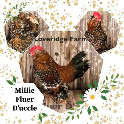 Millie Fluer Hatching Eggs  Loveridge farm NPIP 4+2 Hatching Egg Rare