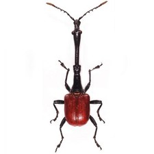 Trachelophorus giraffe ONE REAL RED BEETLE WEEVIL MADAGASCAR UNMOUNTED PACKAGED