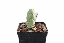 Crassula plegmatoides