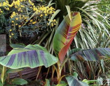 Musa sikkimensis Manipur, Darjeeling Banana - 5 Se eds