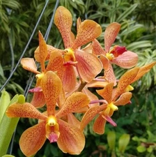 Aranda Thailand Spots Orchid Vanda Plant