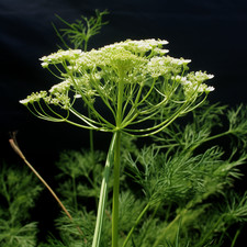 250 Cumin Seeds - 100 Heirloom - Non-GMO - Open Pollinating