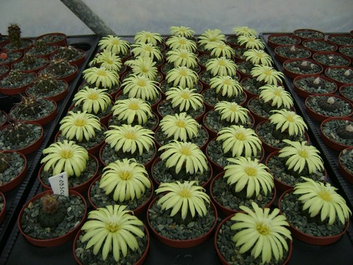 25 Fresh seeds Frailea castanea v. obscura 種子 เมล็ดพันธุ์ Samen semilla Cactus