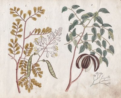 Mahogany tree Mahagoni botany original Aquarell watercolor drawing 1800