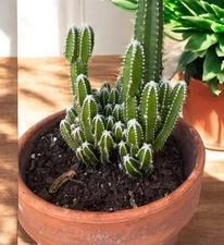 REAL Mini succulent shrub Canary Islands Spain Potted Cactus LIVE PLANT