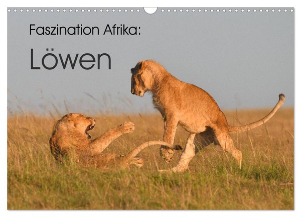 "Calendar 2027 · US Version · Fascination Africa: Lions (Wall Calendar 2027 17\" ×"-image