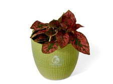 Baby Polka Dot Plant Hypoestes Phyllostachya Red Small Houseplant for Terrarium