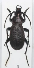 Carabidae: Carabus (Orinocarabus) bertolinii