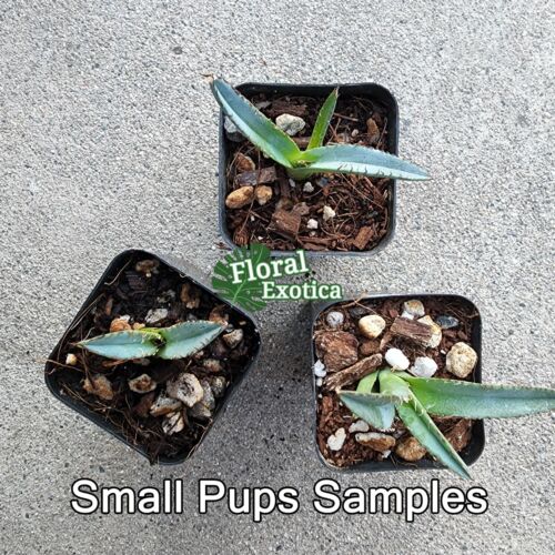 Agave Titanota 'Lion's Mane' - Starter Pup - Picture 2 of 2