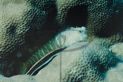 Vintage Color Photograph Kodak Print 16x20 in Ocean Fish Original Linear Blenny