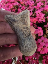 Nice Mosasaur Thoracic Vertebrae Ozan TX Fossil Clidastes