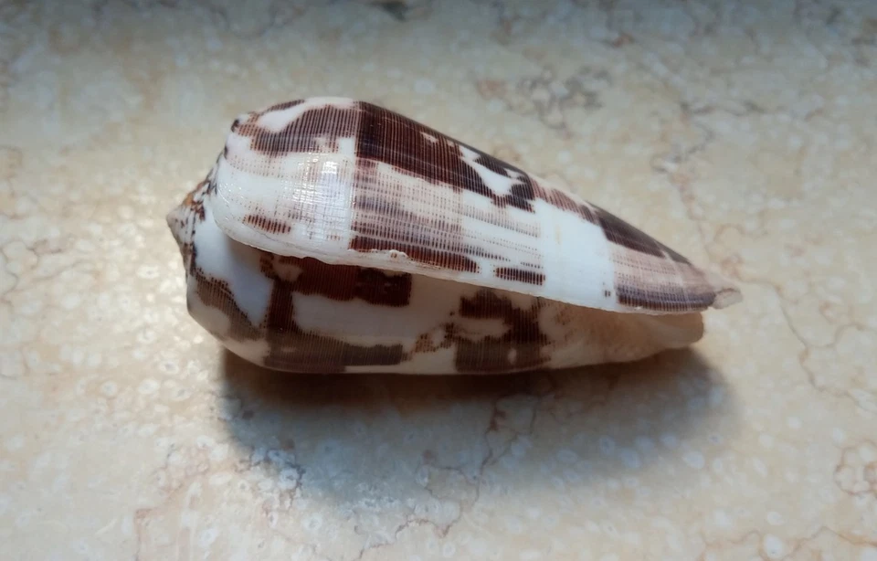 Conus Striatus RARE Beautiful Shells 97.6 mm red Sea shell nice Pattern SPECIMEN - Image 4 of 4