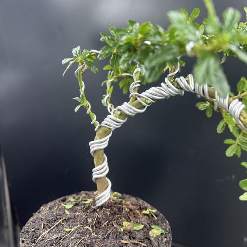 Ceanothus Blue bonsai tree - Picture 10 of 15