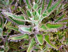 25 x Mother of Thousands - Devil's Backbone Desert Plantlets