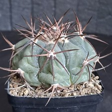 Echinocactus horizonthalonius (Tangue Menchaca, Coah., Mex.) PLANT ebay-H129