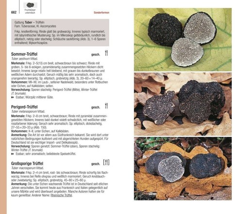 DER GROSSE BLV PILZFÜHRER | EWALD GERHARDT | Pilze - 1200 Arten - 1000 Fotos - Bild 8 von 9