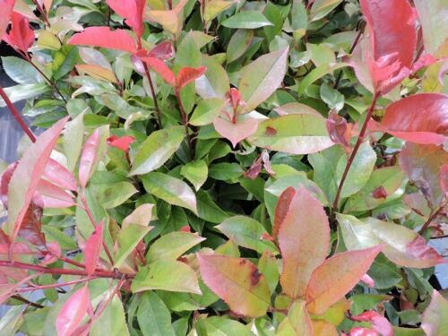 Glanzmispel Spalier FloraSelf Photinia fraseri 'Robusta Compacta' (syn.  'Carr R 2007008203851 | eBay.de