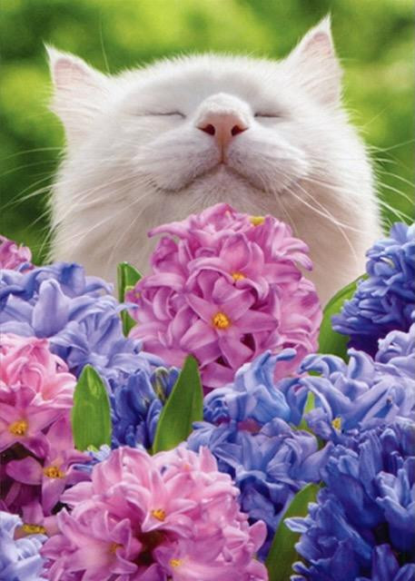 Spring Avanti Easter Card - Cat Sniffs Hydrangea Floral Design
