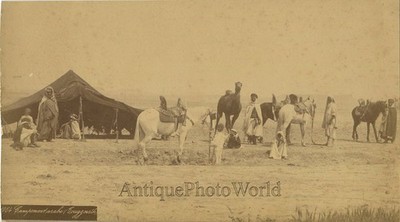 Algerien Nomaden mit Pferden am Zelt antikes Albumin Foto