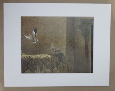 Robert Bateman 1982 ''Old Adobe-White-winged Doves'' Matted Print