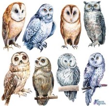 Violette Stickers Realistic Owls Birds Crafts Planner Supply Scrapbook Halloween