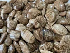 [WHOLESALE] NATURAL ARAGONITE GOOD QUALITY GENUINE STONE FREE FORM LOT