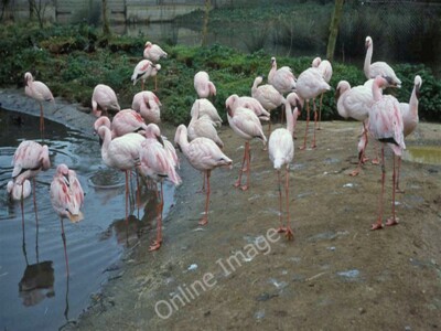 Foto 6x4 Kleiner Flamingo Hirtenaufnäher Der häufigste Flamingo um 1989