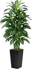 Artificial Dracaena Tree 5FT - Fake Tree with Black Tall Planter - Faux Yucca Ta
