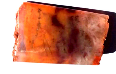 Volcanic Petrified Wood Limb Cast Hand Shaped+Polished Vivid Color Palm Stone 