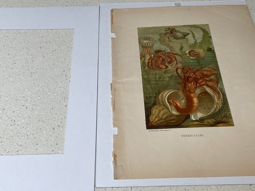 Chromolithograph Circa 1880's L. Prang/Selmar Hess - HERMIT CRABS - Picture 6 of 6