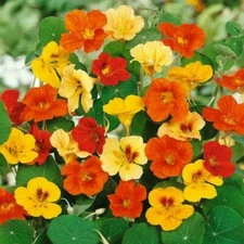 Nasturtium Jewel Mix Dwarf Heirloom Flower Seeds