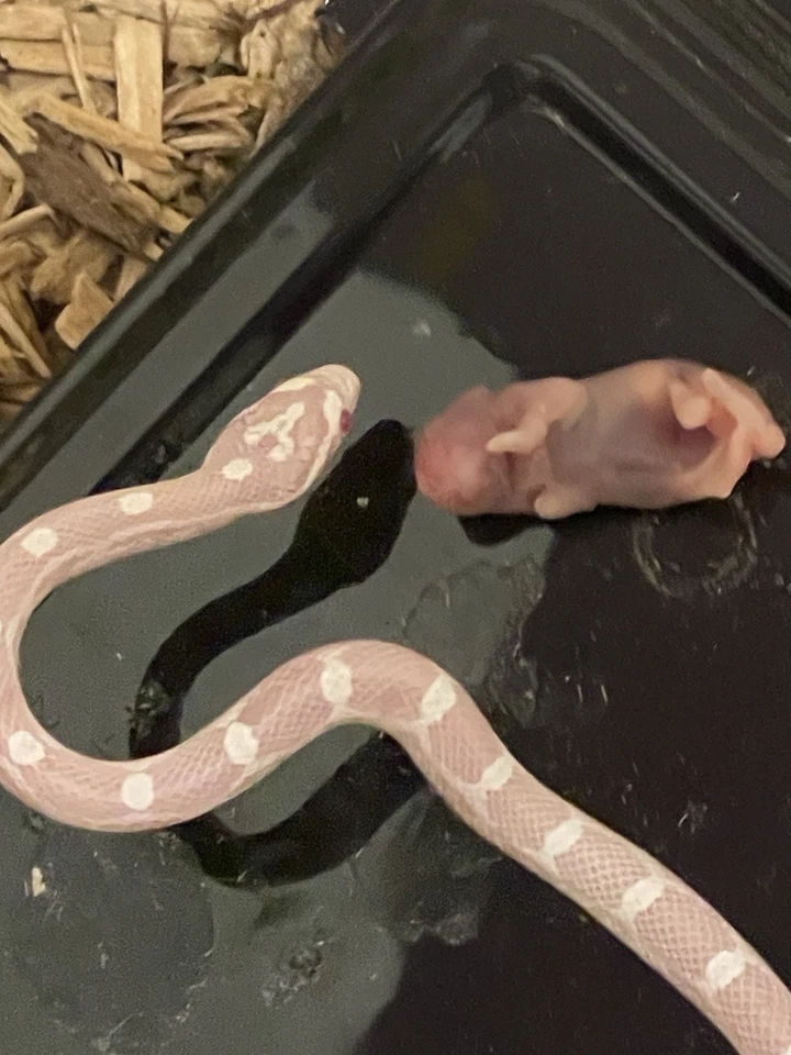 serpiente maíz nieve bebé hembra Foto 3 de 3