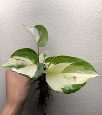 RARE Manjula Pothos Live Starter Indoor Plant Variegated Pothos Rooted