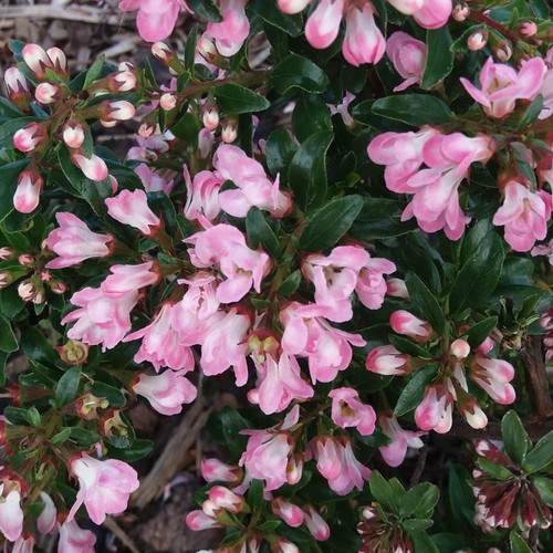 Escallonia 'Apple Blossom' Hardy Evergreen Flowering Potted Outdoor Garden Shrub - Picture 3 of 18