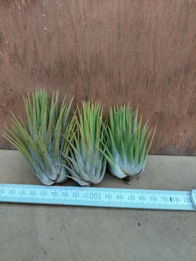 TILLANDSIE Tillandsia ionantha " Macho" , XL, 3 Pflanzen
