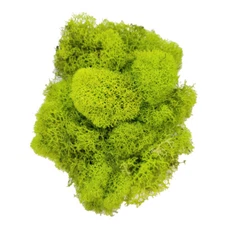 Green Preserved Reindeer Moss