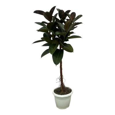 Gummibaum Ficus Elastica Robusta Stamm   Zimmerpflanze 140cm hoch   Ø27cm