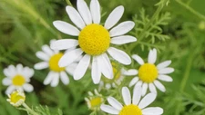 Roman Chamomile Seeds, Ground Cover Teas & Medicine, NON-GMO, Variety Sizes Sold