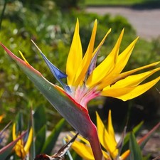 Yellow Bird of Paradise Live Plant 5-9" Strelitzia Reginae Tropical