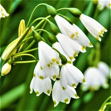 Easy to Grow Leucojum Gravetye Giant 10 Plant Bulbs, Spring Zones 4-8