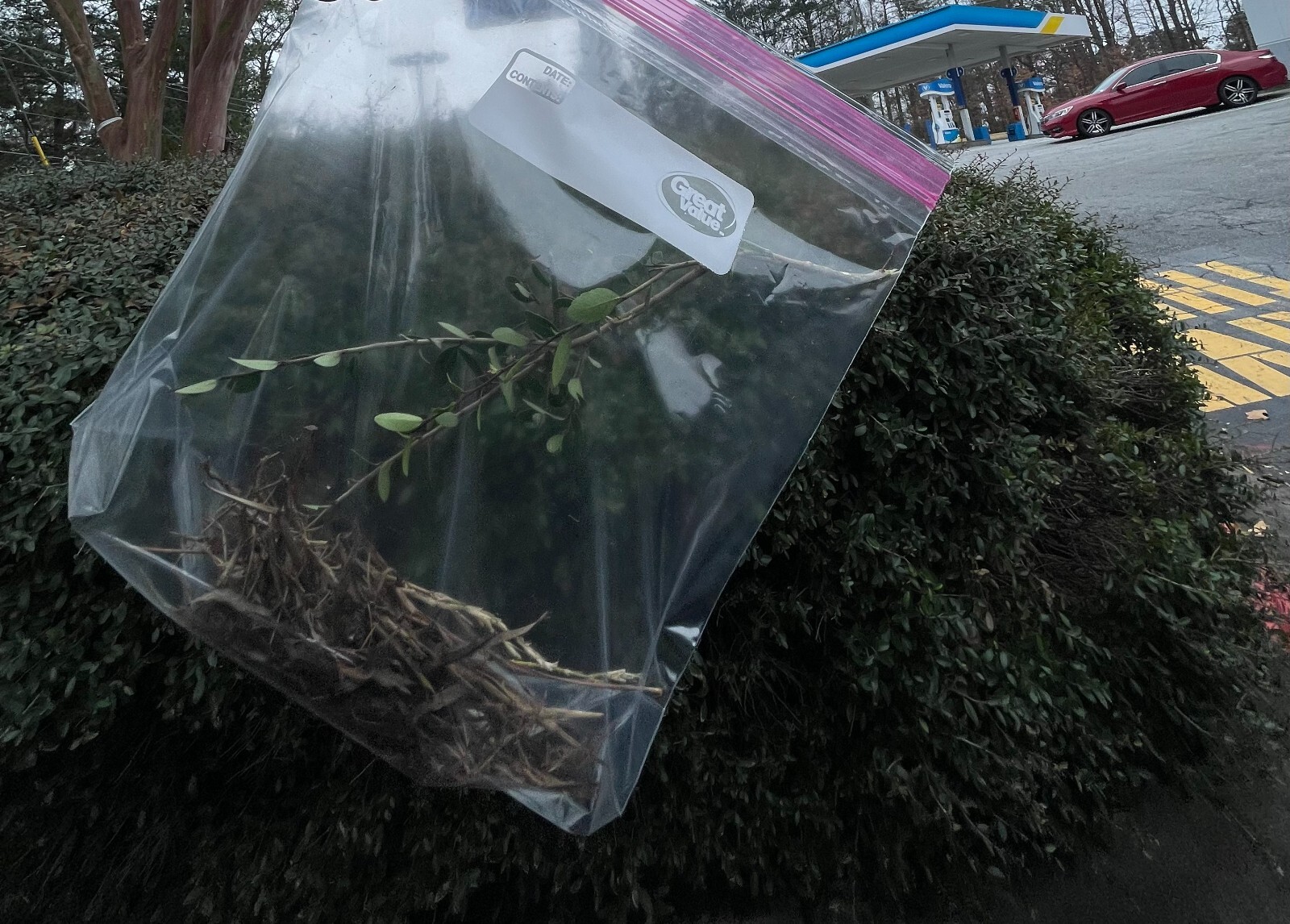 Grass From Playboi Carti "2024" Music Video eBay