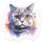 Colorful Watercolor British Shorthair Cat - Car Bumper Sticker Vinyl Art Decal