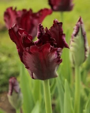 10 Black Parrot Tulips Bulbs