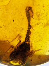 A101 BU3280 Partial Scorpion in nice Burmese amber Burmite 99mya