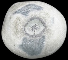 Silur  Schlotheimophyllum patellatum  Rugose Koralle Stenkirkehuk Gotland  30-6