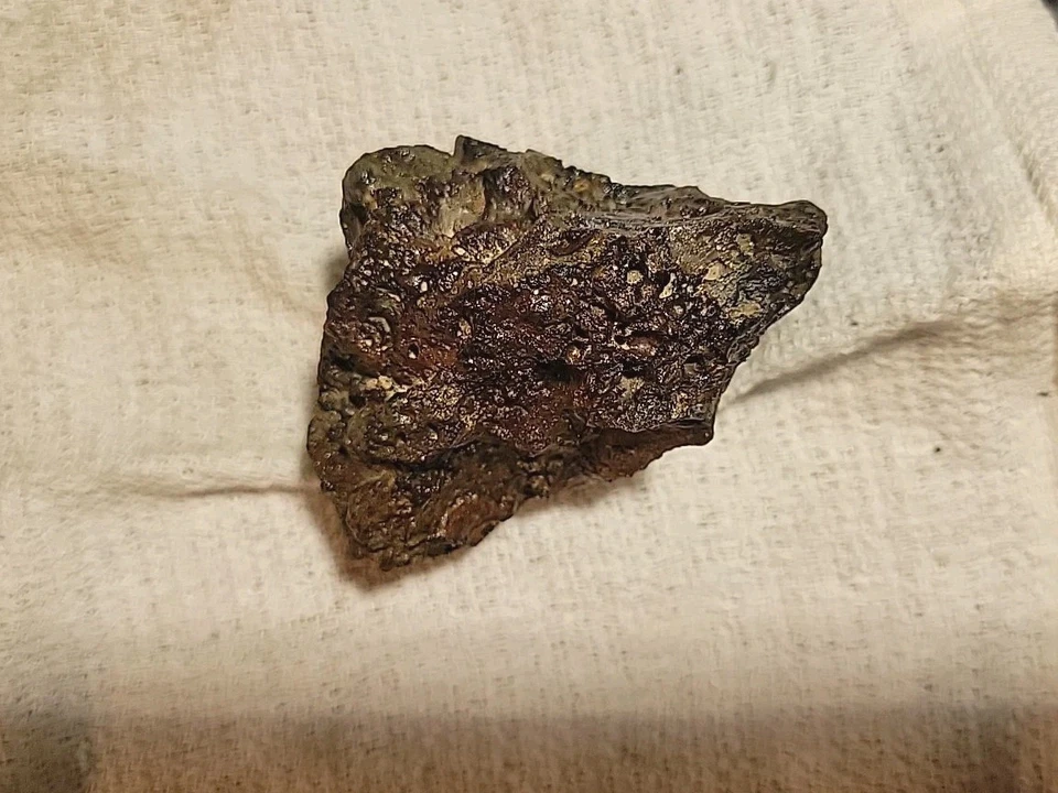 Prehistoric Fossilized Skull In Matrix  - Image 3 of 4