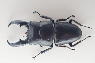 j50180. Insects, dorcus: Dorcus titanus. North Vietnam. 80mm?? Big