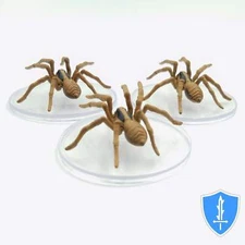 Giant Wolf Spider x3 - Spell Effects Wild Shape Polymorph 2 #15 D&D Icons Realms